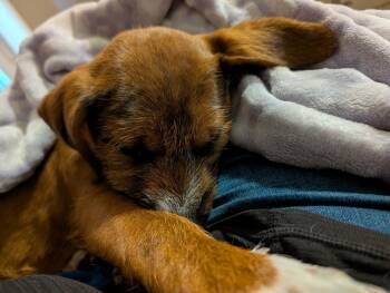 Mixed Breed Dogs Available for Adoption - Snickerdoodle | PetCurious