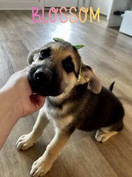 Shepherd and Husky Dogs Available for Adoption - Blossom | PetCurious