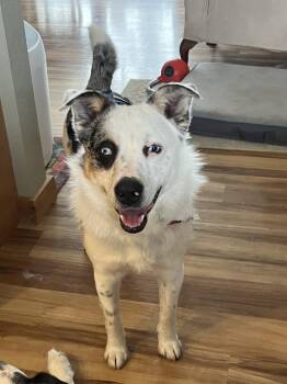 Australian Shepherd and Cattle Dog Dogs Available for Adoption - Jester | PetCurious