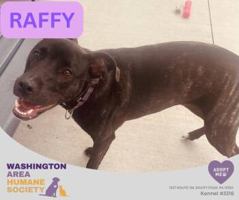Raffy -  Pit Bull Terrier Dog for Adoption in Eighty Four, Pennsylvania - Raffy | PetCurious