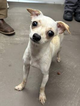 Michelle -  Chihuahua Dog for Adoption in Minneapolis, Minnesota - Michelle | PetCurious