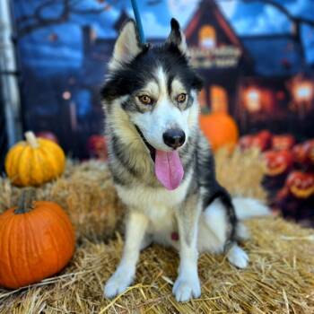 Rescue Siberian Husky and Mixed Breed Dogs for Adoption in Long Beach, California - NINJA | PetCurious