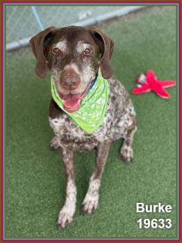 BURKE -  German Shorthaired Pointer Dog for Adoption in Marietta, Georgia - BURKE | PetCurious