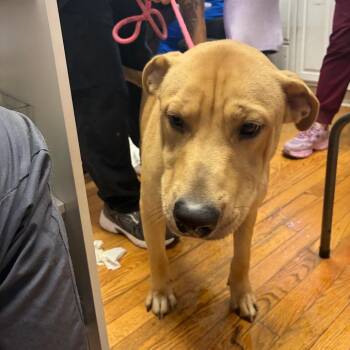 Lucky Logan *BONDED WITH GINGY JAZZ* -  Labrador Retriever Dog for Adoption in Northbrook, Illinois - Lucky Logan *BONDED WITH GINGY JAZZ* | PetCurious