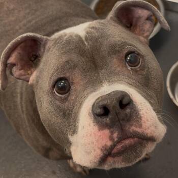 Mixed Breed Dogs Available for Adoption in Allentown, Pennsylvania - Mr. Miyagi (Chapo) | PetCurious