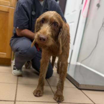 Reba -  Chocolate Labrador Retriever and Poodle Dog for Adoption in Starkville, Mississippi - Reba | PetCurious