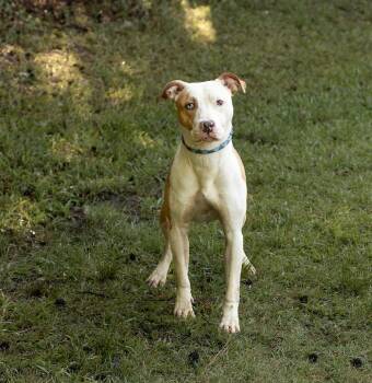 Pluto -  Mixed Breed Dog Available for Adoption in Durham, North Carolina - Pluto | PetCurious