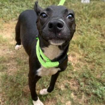 Kailey -  Mixed Breed Dog for Adoption in Binghamton, New York - Kailey | PetCurious