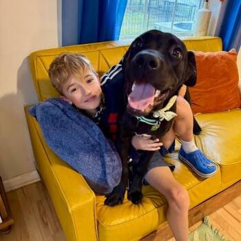 Zazoo Silly Sidekick -  Labrador Retriever and Pit Bull Terrier Dog for Adoption in Friendswood, Texas - Zazoo Silly Sidekick | PetCurious