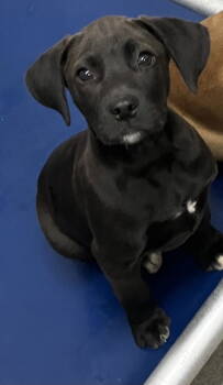 Rescue Labrador Retriever Dogs for Adoption in Sterling, Massachusetts - Salem 13 Weeks (Avail 11/26) | PetCurious