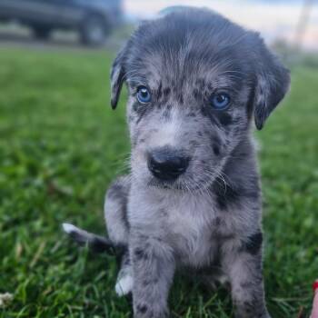 Ernest (Big John) -  Great Dane and Great Pyrenees Dog for Adoption in Watertown, New York - Ernest (Big John) | PetCurious