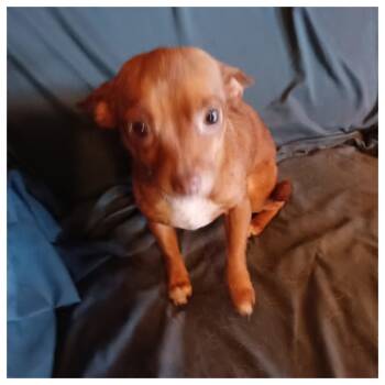 Chiweenie Dogs Available for Adoption - Daisy | PetCurious
