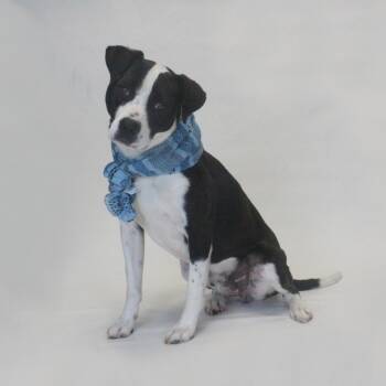 Donny -  Hound and Mixed Breed Dog for Adoption in Greenville, South Carolina - Donny | PetCurious