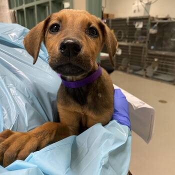 Black Mouth Cur and Mixed Breed Dogs Available for Adoption in Pasadena, California - Halo | PetCurious