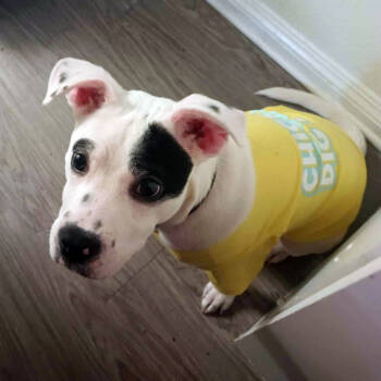 Rescue Pit Bull Terrier and Chihuahua Dogs for Adoption in Redlands, California - Milo | PetCurious