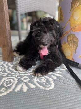 Poppy -  Poodle and Mixed Breed Dog for Adoption in Pomona, New York - Poppy | PetCurious