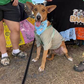 Tucker -  Basenji Dog for Adoption in Queen City, Texas - Tucker | PetCurious
