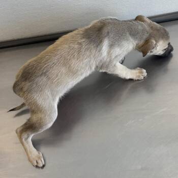 Mixed Breed Dogs Available for Adoption - Merry Weather | PetCurious