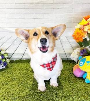 Corgi Dogs Available for Adoption in Castro Valley, California - CORU | PetCurious