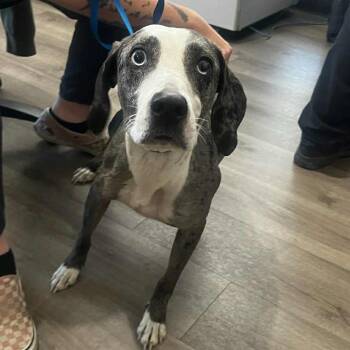Rescue Catahoula Leopard Dog Dogs for Adoption in Brock, Texas - Ivey | PetCurious