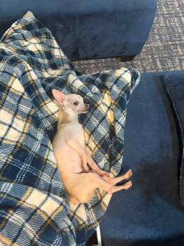 Chihuahua Dogs Available for Adoption in New Castle, Pennsylvania - Nugget | PetCurious