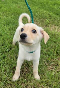 Little Man -  Yellow Labrador Retriever and German Shepherd Dog Dog for Adoption in Bloomsdale, Missouri - Little Man | PetCurious