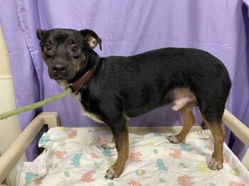 Chihuahua Dogs Available for Adoption in Modesto, California - A610781 | PetCurious