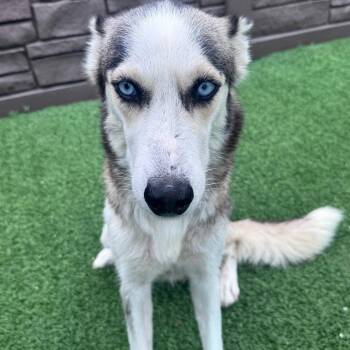 Lexi 3727 -  Husky Dog for Adoption in Loxahatchee Groves, Florida - Lexi 3727 | PetCurious