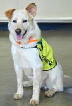 Mixed Breed Dogs Available for Adoption in Cincinnati, Ohio - Zeke | PetCurious