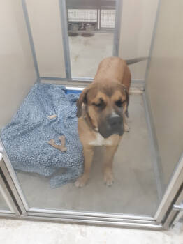 Rescue Great Dane and Boxer Dogs for Adoption in Austin, Minnesota - Lois | PetCurious