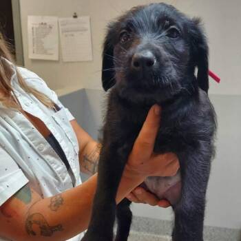Valkyrie -  Doberman Pinscher Dog for Adoption in Wichita, Kansas - Valkyrie | PetCurious