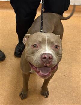 MIKE WAZOWSKI -  Pit Bull Terrier Dog for Adoption in Martinez, California - MIKE WAZOWSKI | PetCurious