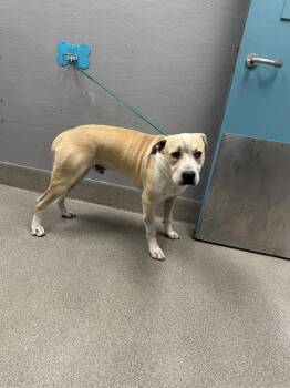 BOBO -  Pit Bull Terrier and Mixed Breed Dog for Adoption in Las Vegas, Nevada - BOBO | PetCurious