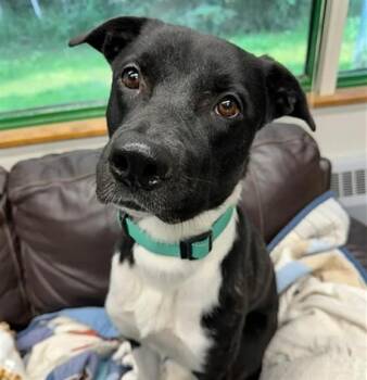 HEAVEN -  Labrador Retriever and Husky Dog for Adoption in Anchorage, Alaska - HEAVEN | PetCurious