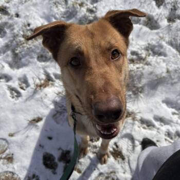Rescue Shepherd and Mixed Breed Dogs for Adoption in Mount Vernon, Indiana - Holler | PetCurious