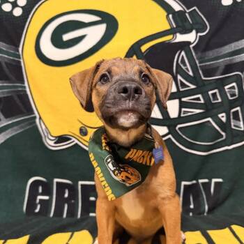 Pecan -  Mixed Breed Dog for Adoption in Madison, Wisconsin - Pecan | PetCurious