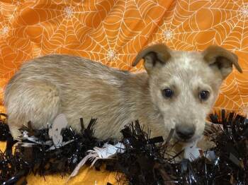 Rescue Australian Cattle Dog Blue Heeler Dogs for Adoption in Modesto, California - A604221 | PetCurious