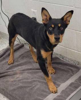 Mixed Breed Dogs Available for Adoption in Kansas City, Missouri - Pepino | PetCurious