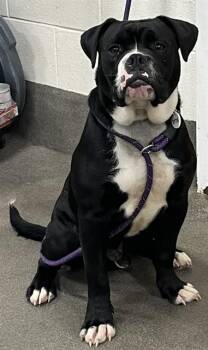 Boxer and Mixed Breed Dogs Available for Adoption - AZUL | PetCurious