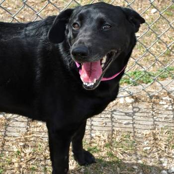 Black Labrador Retriever Dogs Available for Adoption - Rosie | PetCurious