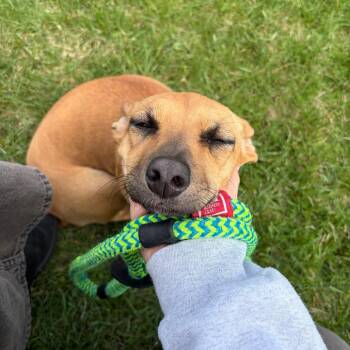 Dachshund and Terrier Dogs Available for Adoption in Morristown, Vermont - Ruby | PetCurious