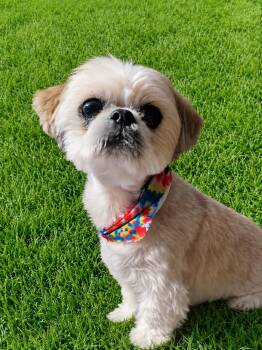 Reagan -  Shih Tzu Dog for Adoption in Las Vegas, Nevada - Reagan | PetCurious