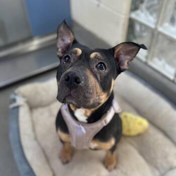 Reese -  Pit Bull Terrier Dog for Adoption in Lynchburg, Virginia - Reese | PetCurious