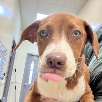 Monica -  Hound and Pit Bull Terrier Dog for Adoption in Madisonville, Tennessee - Monica | PetCurious