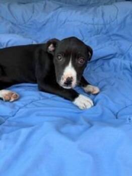 Labrador Retriever and Staffordshire Bull Terrier Dogs Available for Adoption in Brookhaven, Mississippi - Charlee 26 | PetCurious