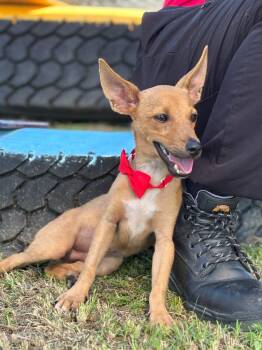 River -  Rat Terrier and Chihuahua Dog for Adoption in Humacao, Humacao - River | PetCurious