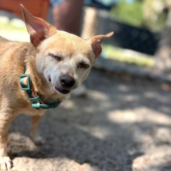 Chihuahua Dogs Available for Adoption in Port Richey, Florida - Honey | PetCurious