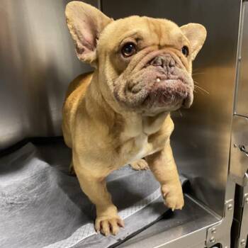 A613253 -  French Bulldog Dog for Adoption in Modesto, California - A613253 | PetCurious