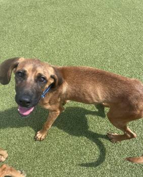Trigger -  Redbone Coonhound Dog for Adoption in Hays, Kansas - Trigger | PetCurious