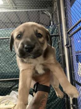 Mixed Breed Dogs Available for Adoption - PEEPS | PetCurious